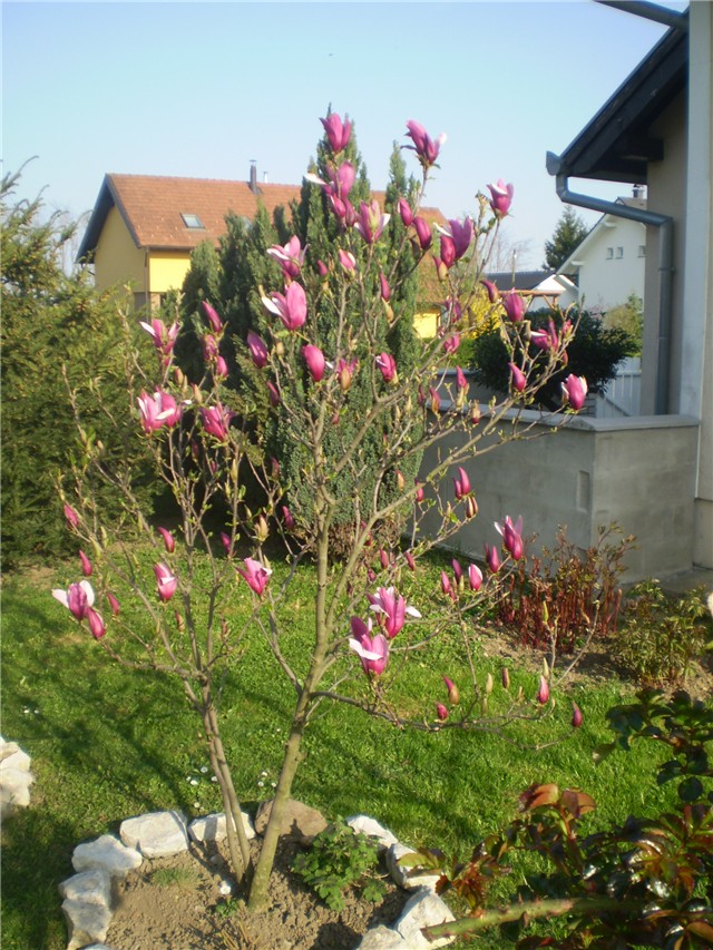 magnolija